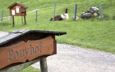 Ponyhof Scheidegg