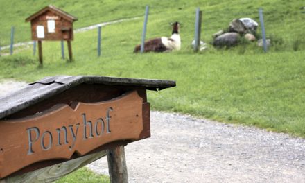 Ponyhof Scheidegg