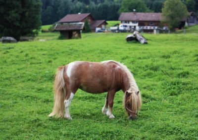 Ponyhof Scheidegg